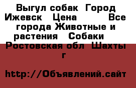 Выгул собак. Город Ижевск › Цена ­ 150 - Все города Животные и растения » Собаки   . Ростовская обл.,Шахты г.